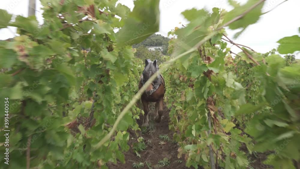 Dolly, a draft horse plows in a vineyard, increase water retention Dolly, a draft horse plows in a vineyard, increase water retention