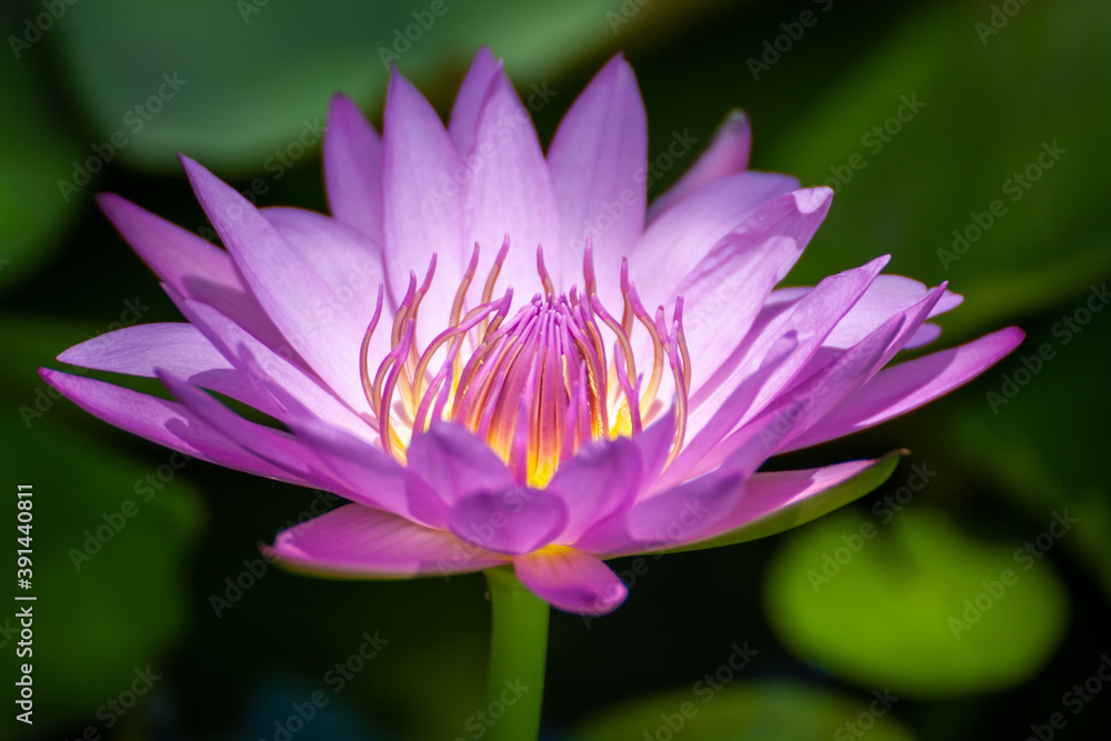 close up pink water lily or pink lotus flower in bloom close up pink water lily or pink lotus flower in bloom