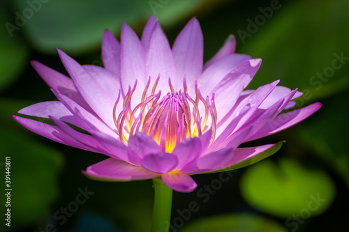 close up pink water lily or pink lotus flower in bloom