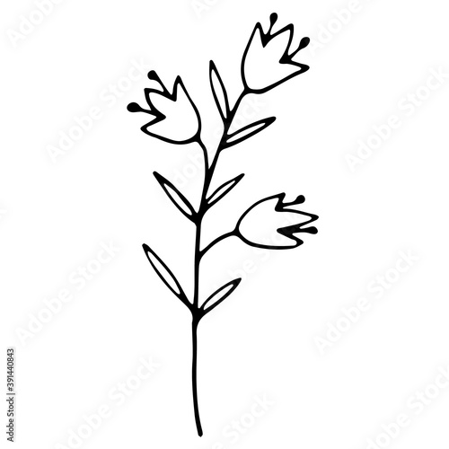 hand drawn natural element