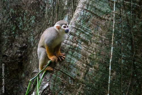 Guyane