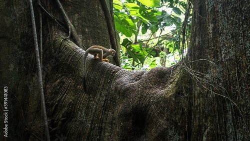 Guyane