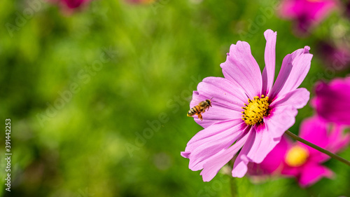 美しいコスモスとミツバチ © KokoNaga