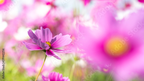 美しいコスモスが咲き乱れる