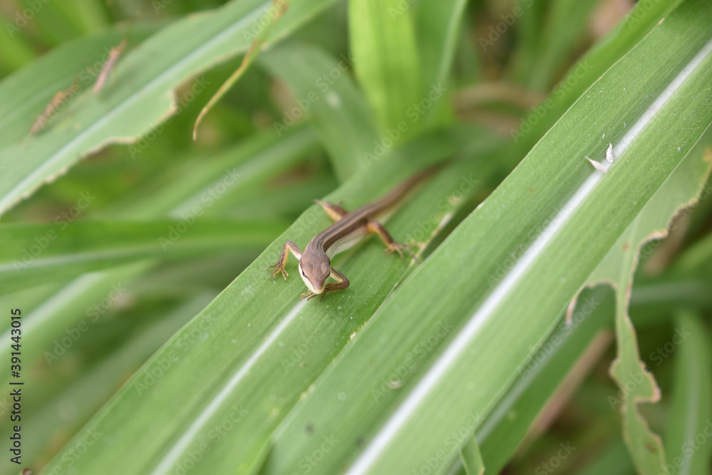 brown lizard hiding in the reeds in my village brown lizard hiding in the reeds in my village