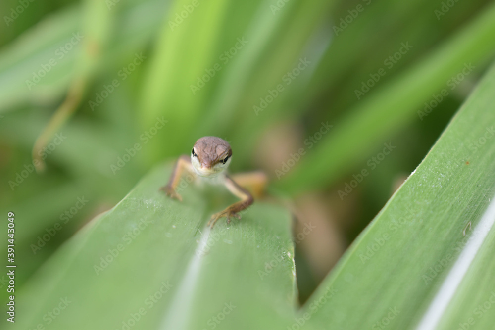 brown lizard hiding in the reeds in my village brown lizard hiding in the reeds in my village