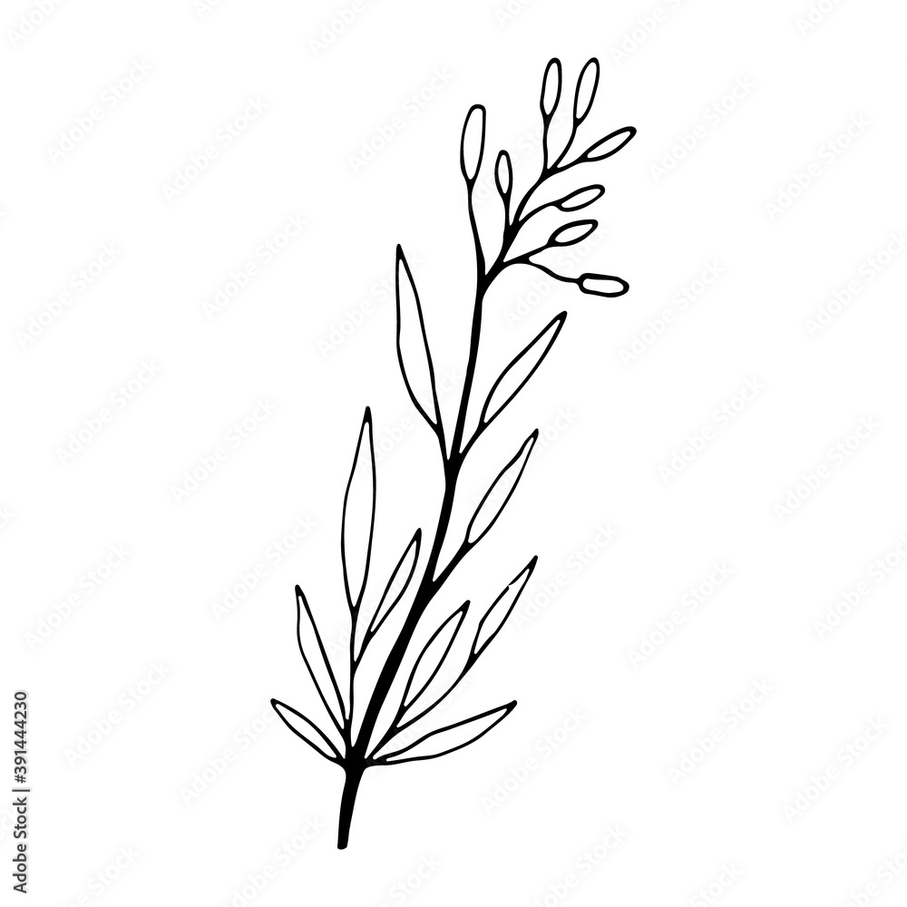 Cute single hand drawn herbal element