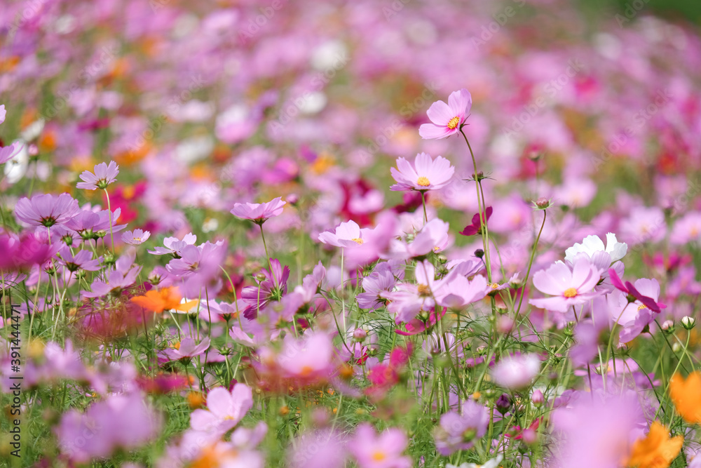 Cosmos flowers in the field background, opening spring summer Cosmos flowers in the field background, opening spring summer
