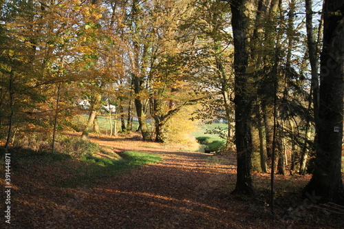 Soleil couchant sur la forêt