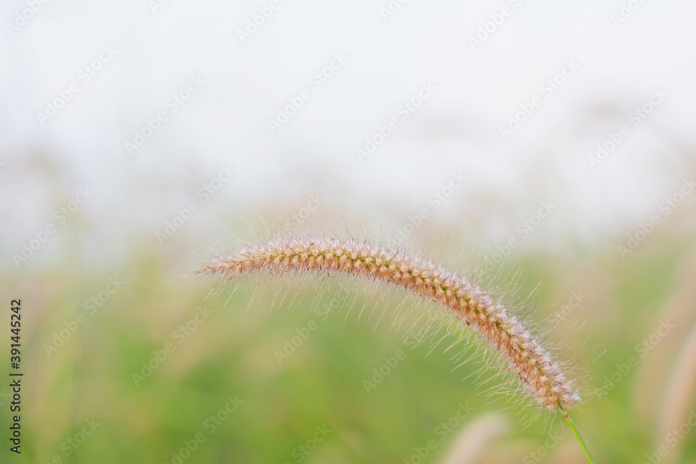 close up Grass flower white with foggy morning mist