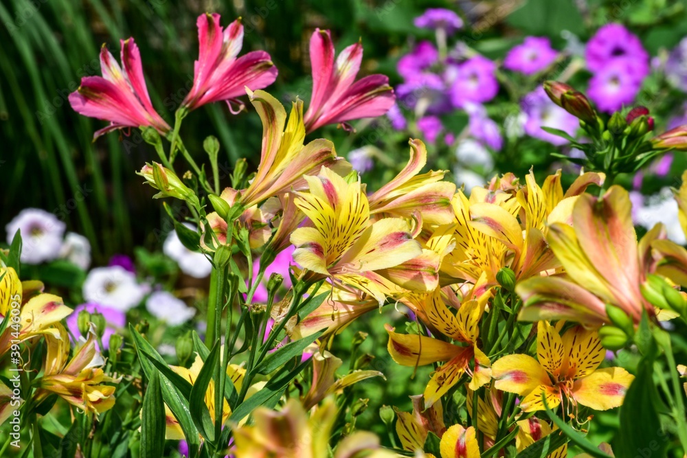 アルストロメリアは花色が豊富で 色鮮やかなものからパステル調やシックな感じのものまで多彩なので花束やフラワーアレンジに多く利用されます Stock 写真 Adobe Stock