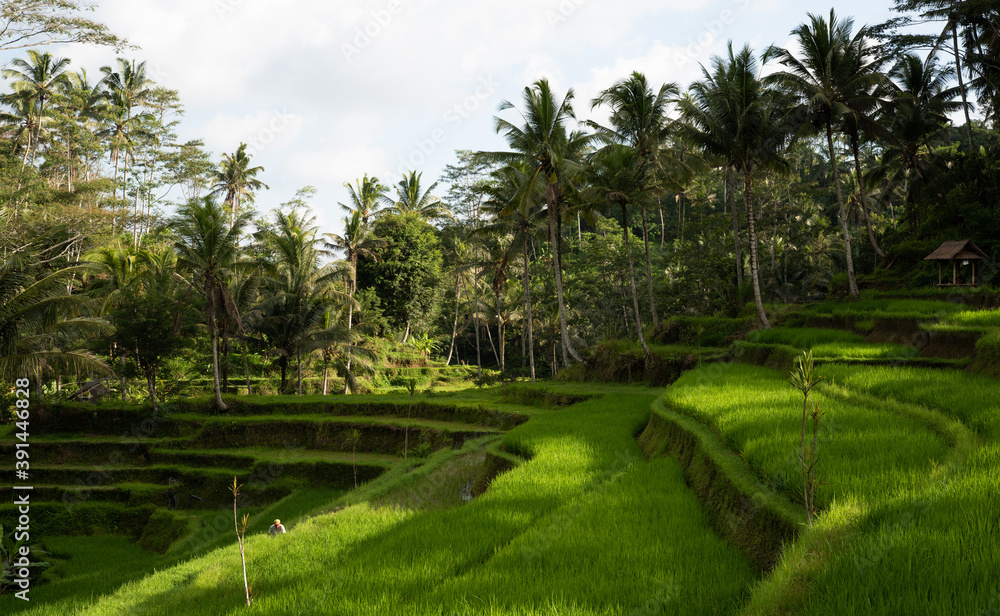 Terraced rice fields and jungle trees ready for harvest on a irrigation slope near Gunung Kawi ancient Hindu temple, in Ubud, Bali, Indonesia
