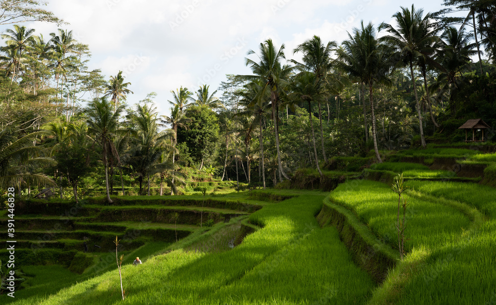 Terraced rice fields and jungle trees ready for harvest on a irrigation slope near Gunung Kawi ancient Hindu temple, in Ubud, Bali, Indonesia Terraced rice fields and jungle trees ready for harvest on a irrigation slope near Gunung Kawi ancient Hindu temple, in Ubud, Bali, Indonesia