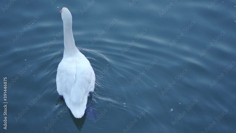 Swan swimming and cleaning in the river, slow motion (50fps). Swan swimming and cleaning in the river, slow motion (50fps).