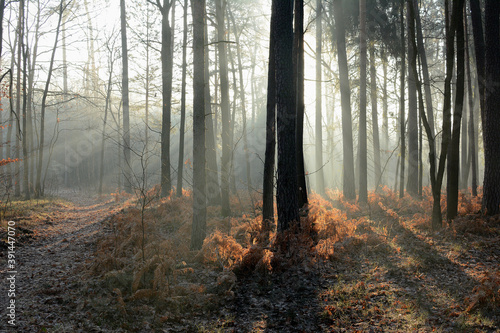 Jesienny las z mgłą i promieniami słonecznymi