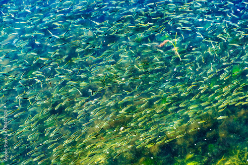 Obraz na płótnie Menhaden Pogy Fish Swarm Padanaram Harbor Dartmouth Massachusetts