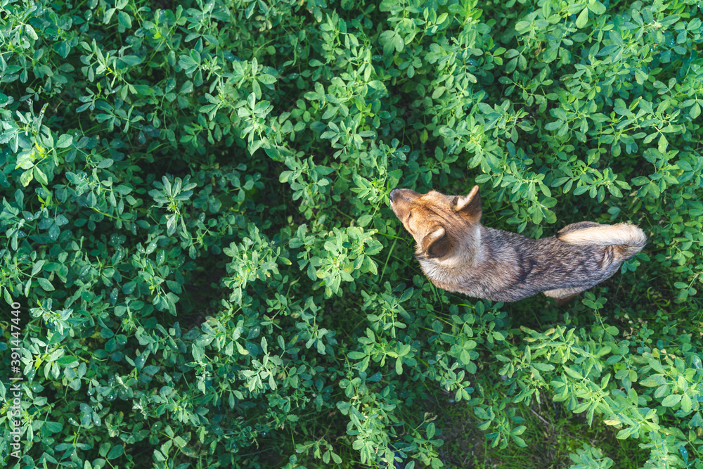 top view of a mix breed dog in the grass top view of a mix breed dog in the grass