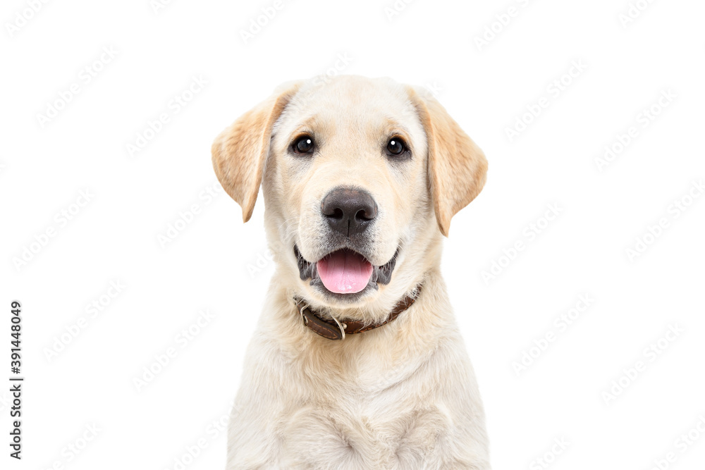 Portrait of a cute Labrador puppy, looking at camera, isolated on white background Portrait of a cute Labrador puppy, looking at camera, isolated on white background