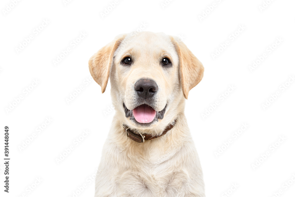 Portrait of a cute Labrador puppy, looking at camera, isolated on white background