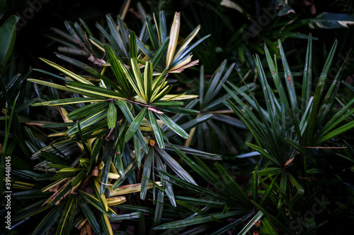 green leaft background