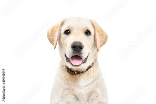 Portrait of a cute Labrador puppy  looking at camera  isolated on white background