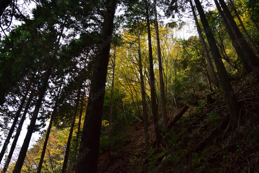 Obraz premium 杉林の奥の黄葉