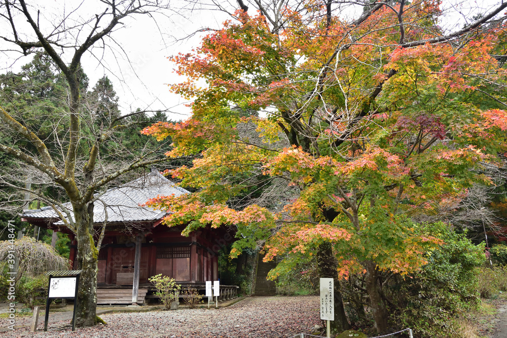 Naklejka premium 大日堂の紅葉