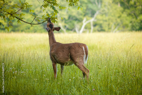 Obraz na plátně Deer feeding in Cades Cove