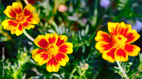 Marigold or Tagetes patula flowers in soft sunlight; widely used in folk medicine as well as a source for the production of a plurality of pharmaceuticals