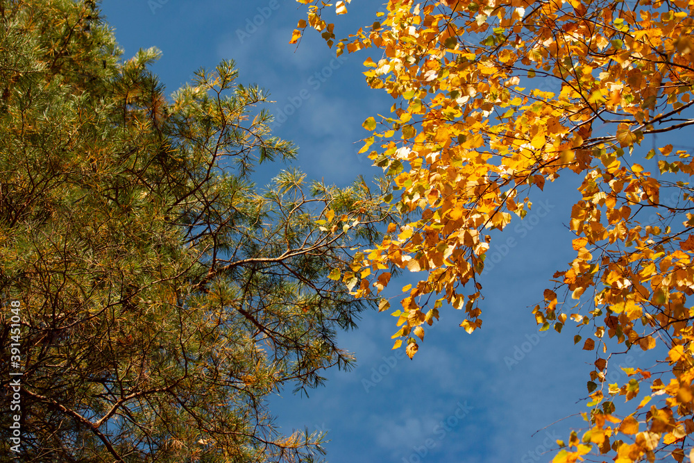 pine tree on blue sky background pine tree on blue sky background