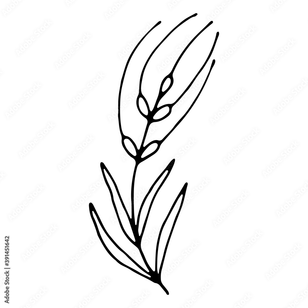 Hand drawn wedding herb, plant Hand drawn wedding herb, plant