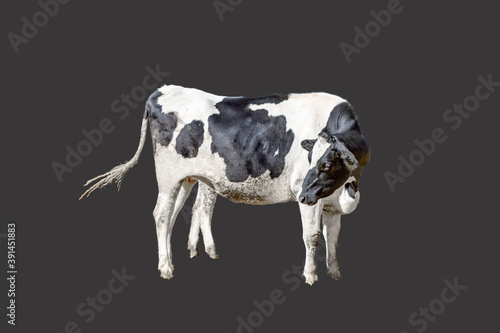 牛の立ち姿、横姿の切り抜き用素材