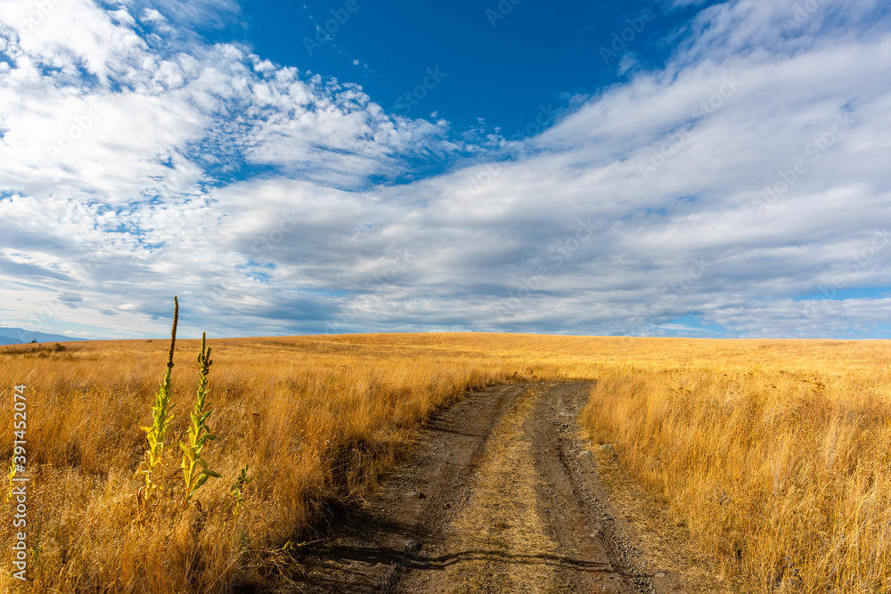 Dirt road in the steppe between yellow grass, blue sky with white clouds in the background.