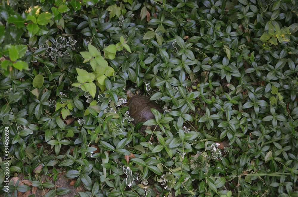 Obraz premium Turtle Hidden in Leaves