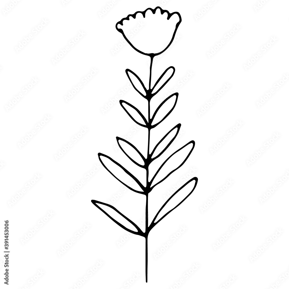 Hand drawn tulip flower isolated on white Hand drawn tulip flower isolated on white