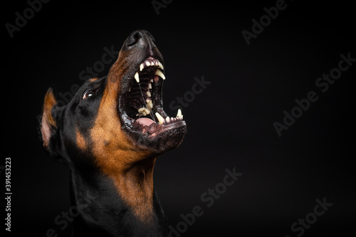 Portrait of a Doberman dog on an isolated black background.