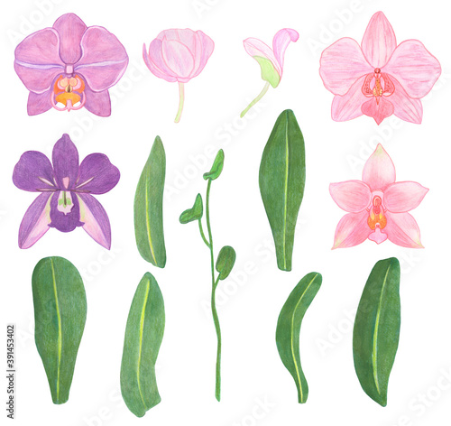 Orchid phalaenopsis set watercolor illustration. Beautifull exotic flower in a full bloom with green buds