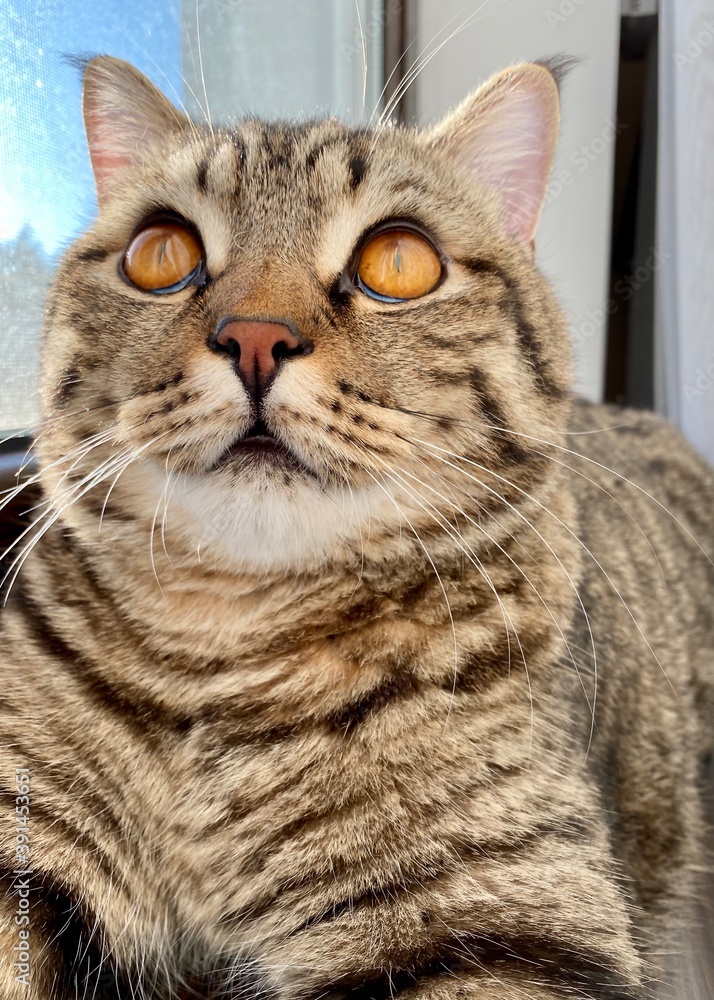 A tabby brown Scottish cat with yellow-orange eyes sits on a windowsill. A tabby brown Scottish cat with yellow-orange eyes sits on a windowsill.
