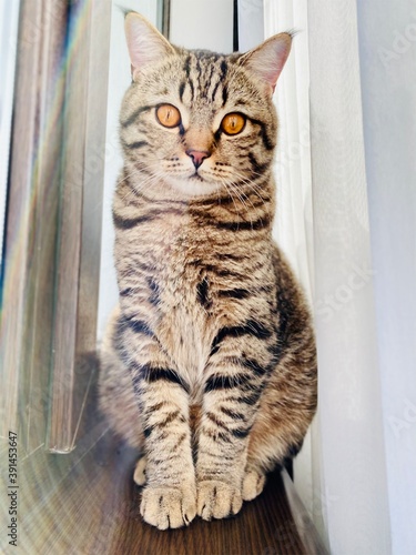 A tabby brown Scottish cat with yellow-orange eyes sits on a windowsill.