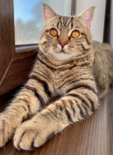 A tabby brown Scottish cat with yellow-orange eyes sits on a windowsill.