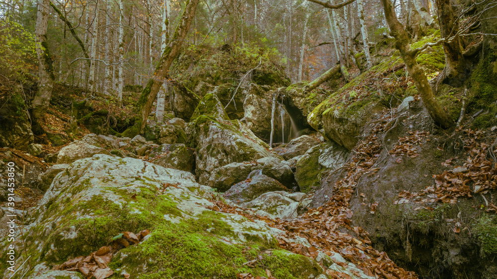 Fototapeta premium A forest landscape in beautiful autumn colors