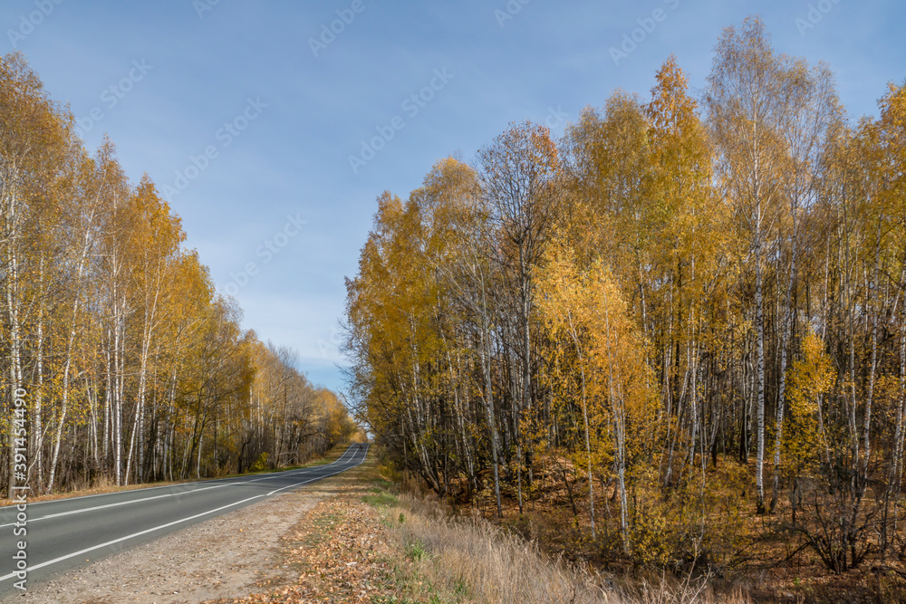 Golden, autumn, October, day, sky, clouds, nature, walk, ride, journey, forest, trees, yellow, foliage, withered, grass, road, highway, roadside, distance, space, horizon, light, shadow, bright, color Golden, autumn, October, day, sky, clouds, nature, walk, ride, journey, forest, trees, yellow, foliage, withered, grass, road, highway, roadside, distance, space, horizon, light, shadow, bright, color