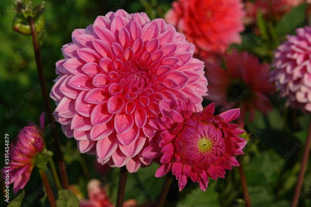 A deep rose pink dahlia flower and bud of the 'Sandra' variety (ball type) in dew in the garden on a sunny morning, close up, copy space for text A deep rose pink dahlia flower and bud of the 'Sandra' variety (ball type) in dew in the garden on a sunny morning, close up, copy space for text