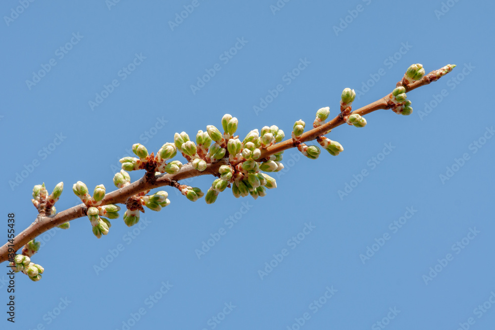 A branch of a Siberian Apple tree with growing buds on a blurred background A branch of a Siberian Apple tree with growing buds on a blurred background