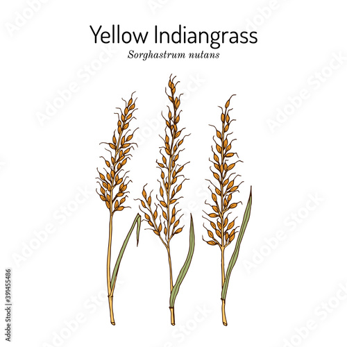 Yellow Indiangrass Sorghastrum nutans , prairie grass