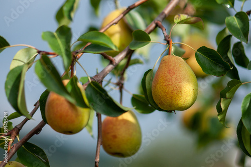 Ripe pears on a branch against a background of green foliage on a sunny day.