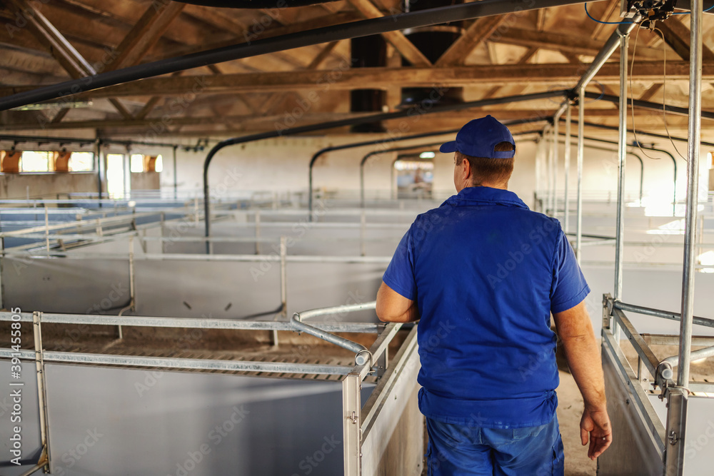 Rear view of farmer in working clothes walking around empty barn and checking on cleanness. Farmer is gonna put young animals there. Rear view of farmer in working clothes walking around empty barn and checking on cleanness. Farmer is gonna put young animals there.