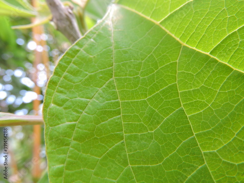close up of green leaf with its veins 