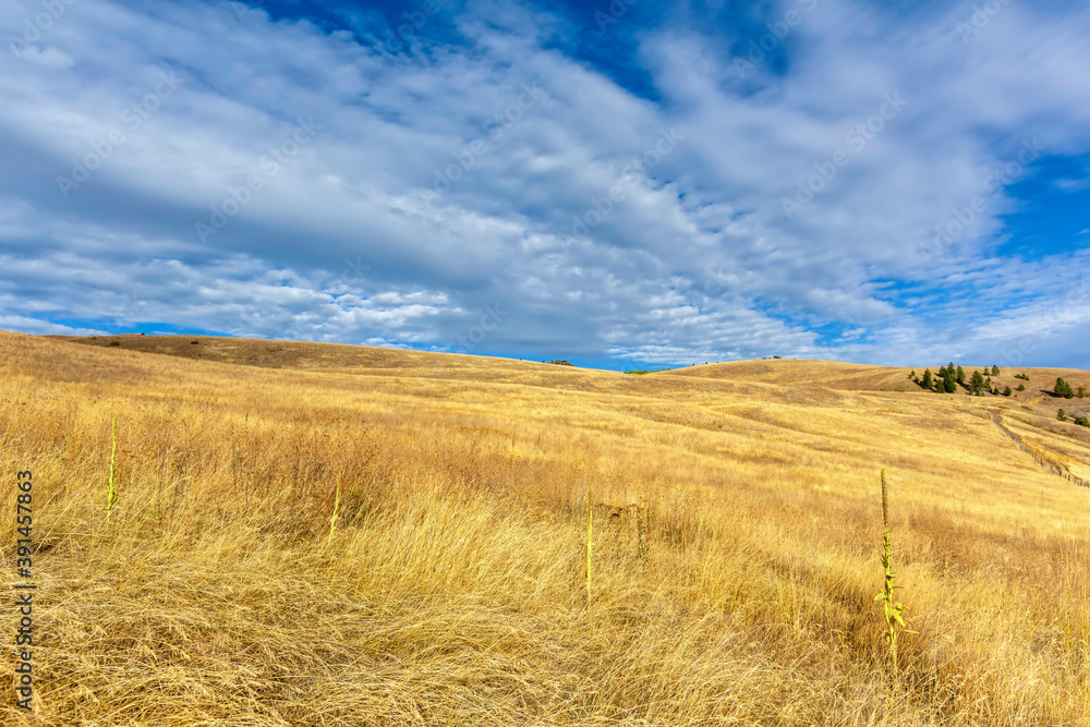 Yellow autumn grass in the steppe, on the hills and green trees in the distance, blue sky with white clouds in the background.