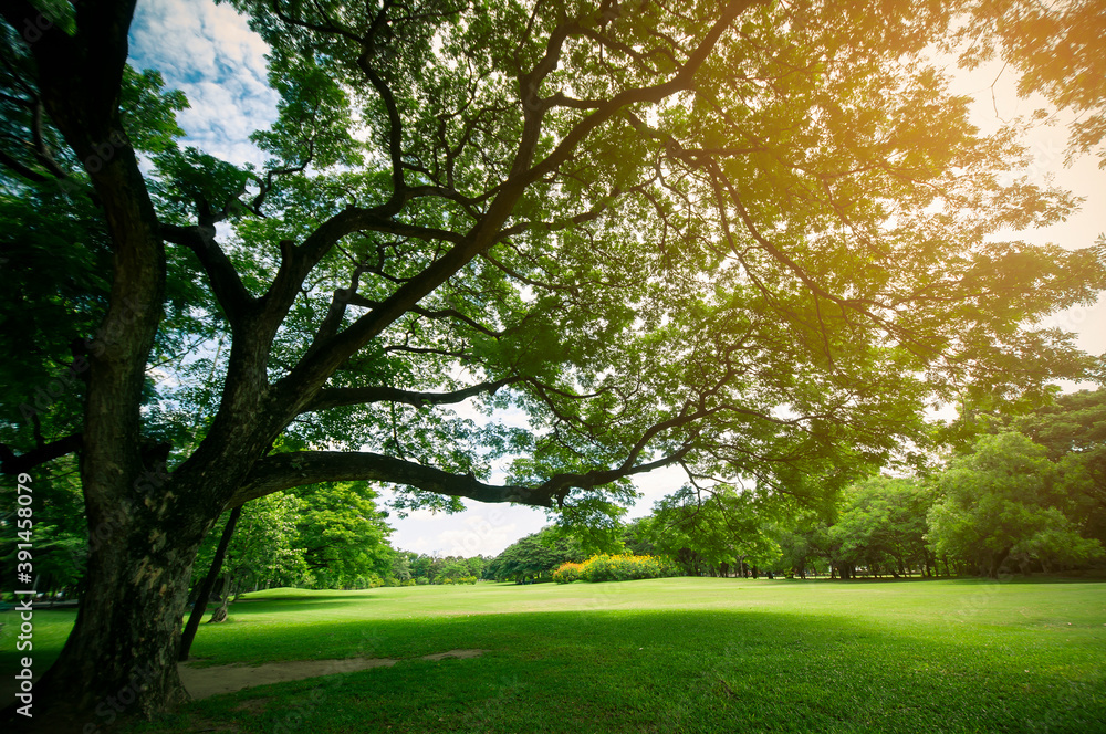 Green nature park forest tree with sunlight Green nature park forest tree with sunlight